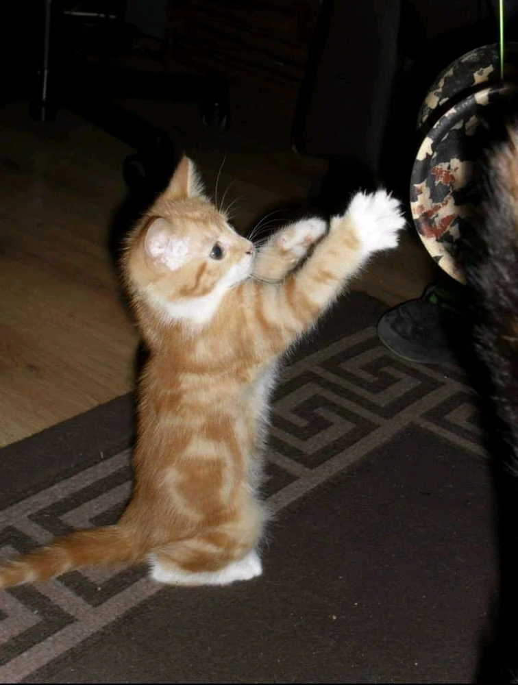 Gambar diunggah dening Joshua