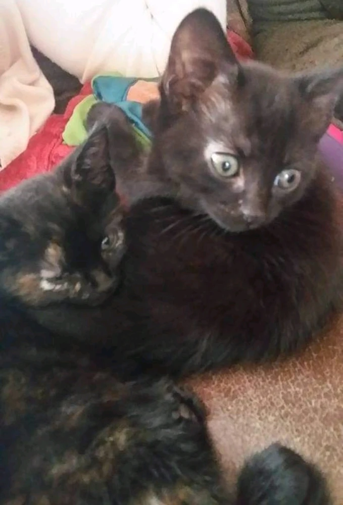 Gambar diunggah dening Joshua