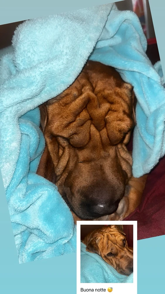 GIF subido por Carol