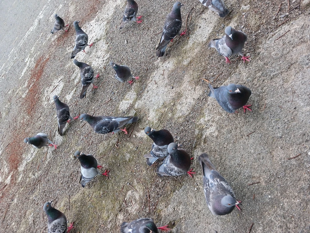 Image uploaded by Miku