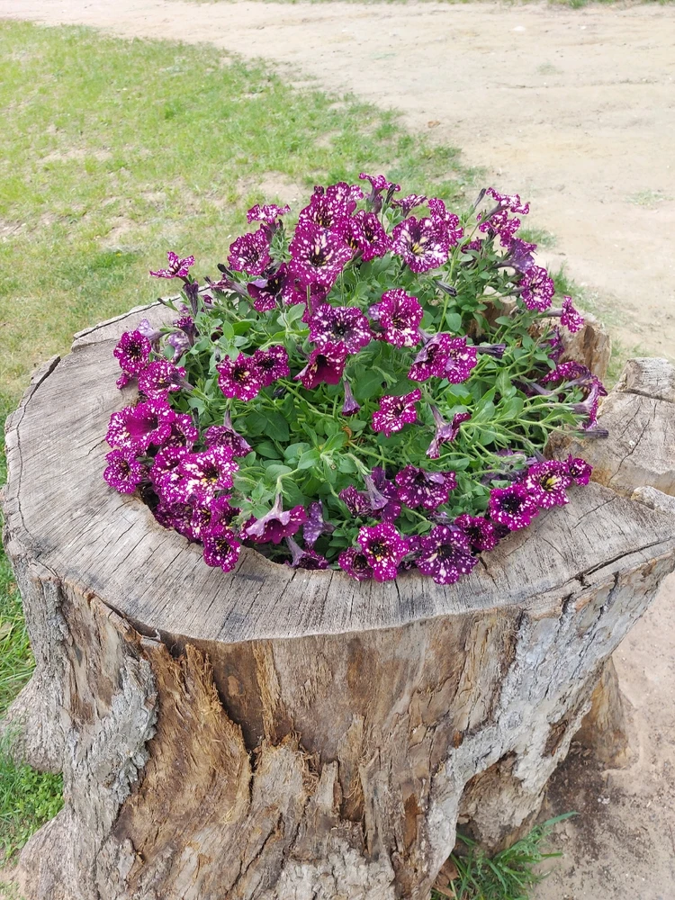 Фото загрузил 𝓐𝓽𝓽𝓮𝓵𝓸𝓲𝓿