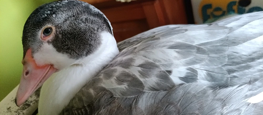 GIF geüpload door Thørsten