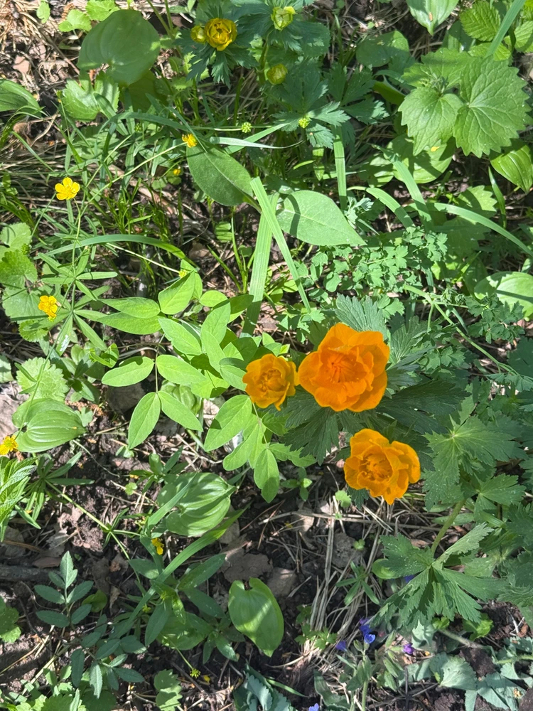 美麗的西伯利亞🙌