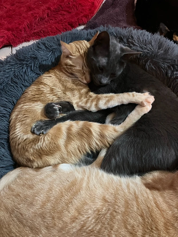 GIF subido por Nicolás