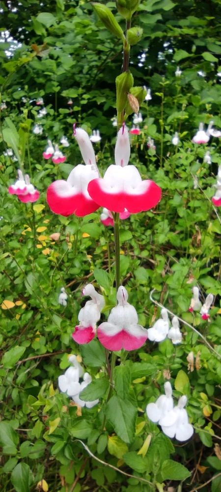 Image ajoutée par Stef