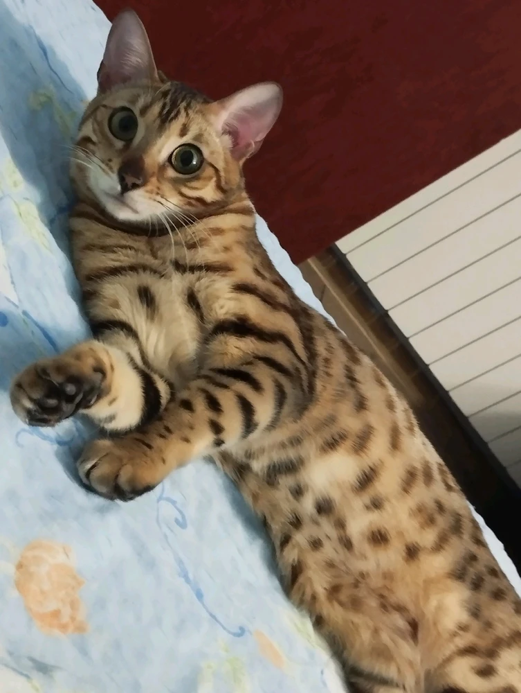 GIF otpremio/la Mitar