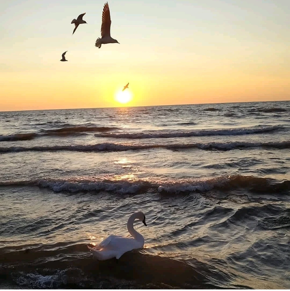 Литва. Паланга.