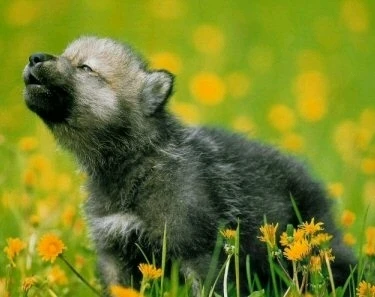 Image uploaded by Ariana