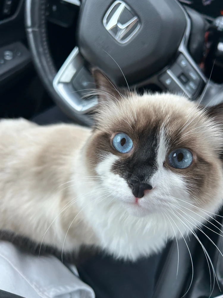 GIF uploaded by Shawn-Adrien