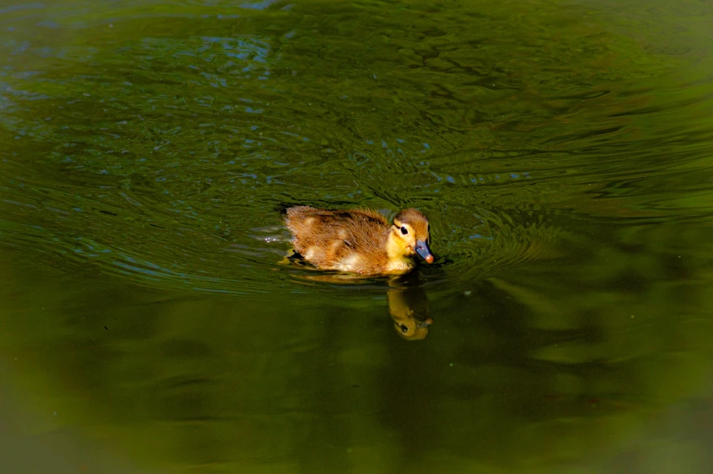 Gi-upload ni Ernest ang hulagway