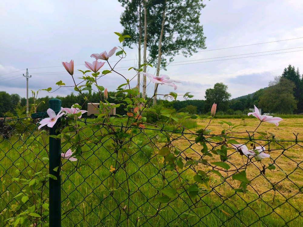 Obrázek nahrál Helenka - Wensdy