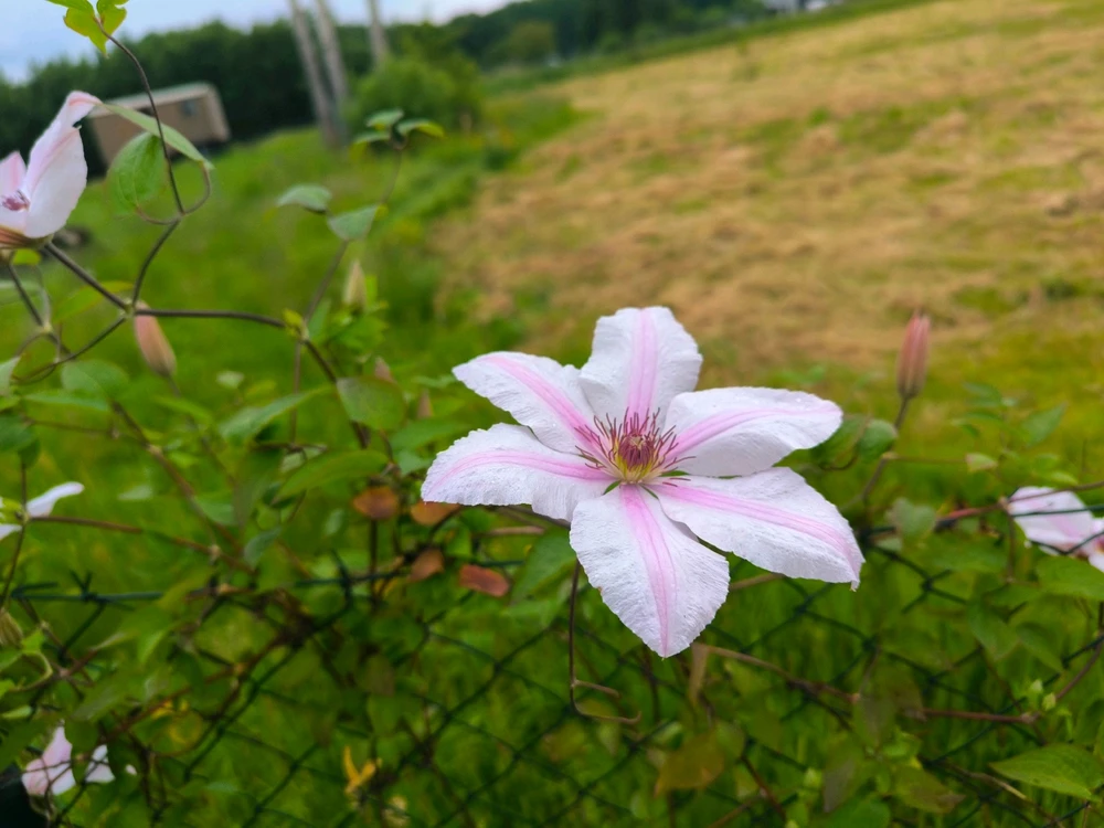 Obrázek nahrál Helenka - Wensdy