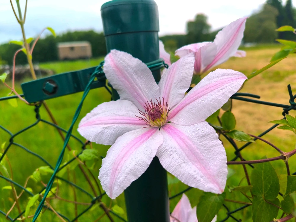 Obrázek nahrál Helenka - Wensdy