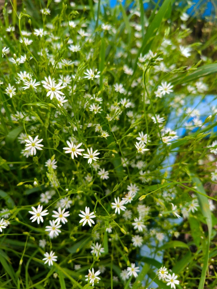 Obrázek nahrál Helenka - Wensdy