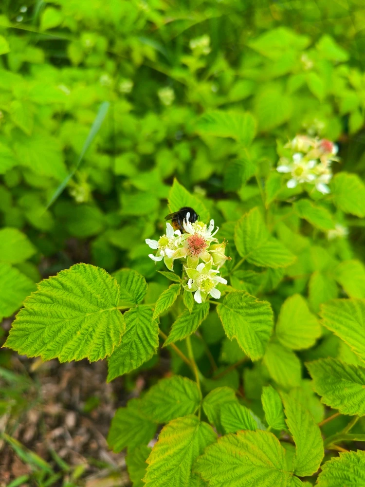 Obrázek nahrál Helenka - Wensdy