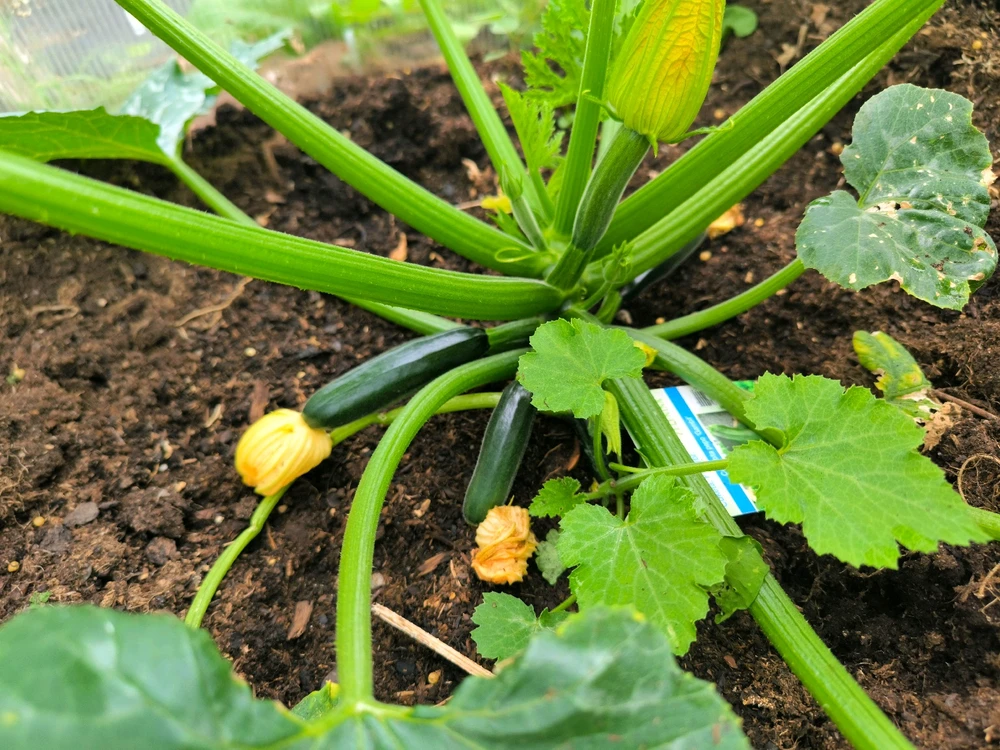 Obrázek nahrál Helenka - Wensdy