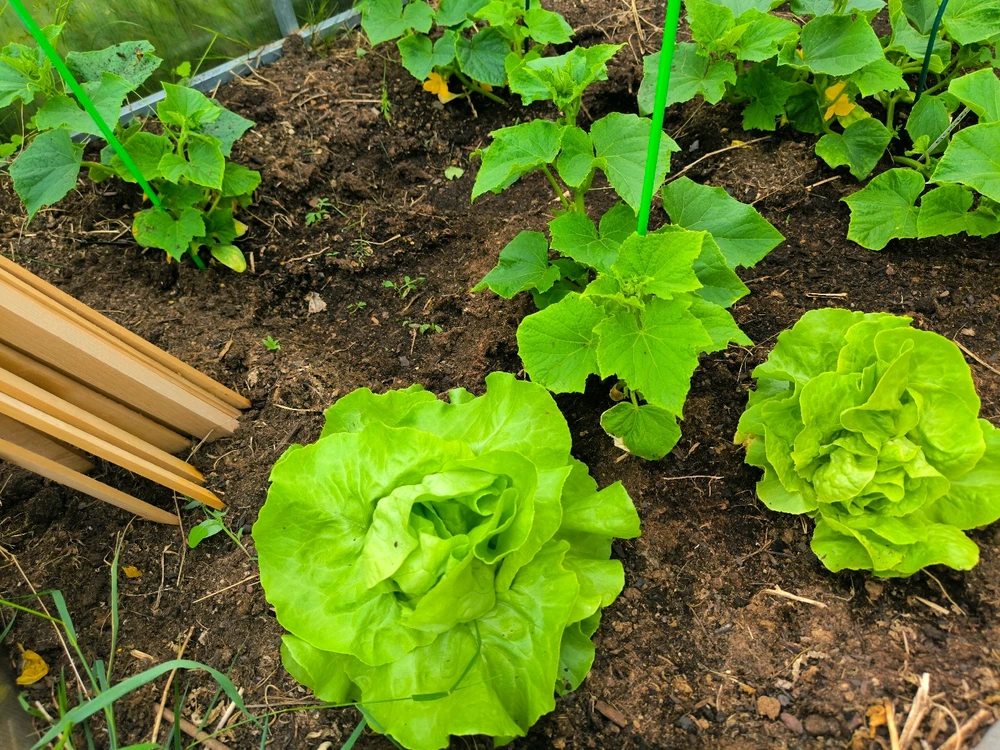 Obrázek nahrál Helenka - Wensdy