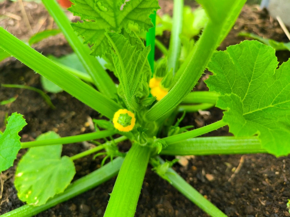 Obrázek nahrál Helenka - Wensdy