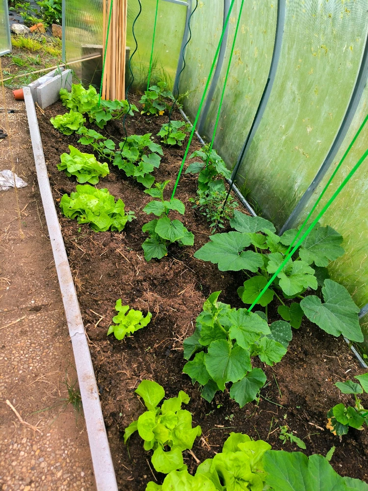 Obrázek nahrál Helenka - Wensdy