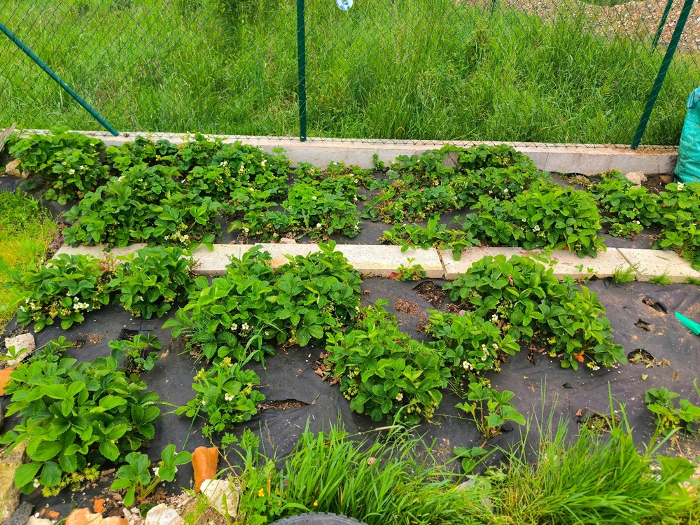 Obrázek nahrál Helenka - Wensdy