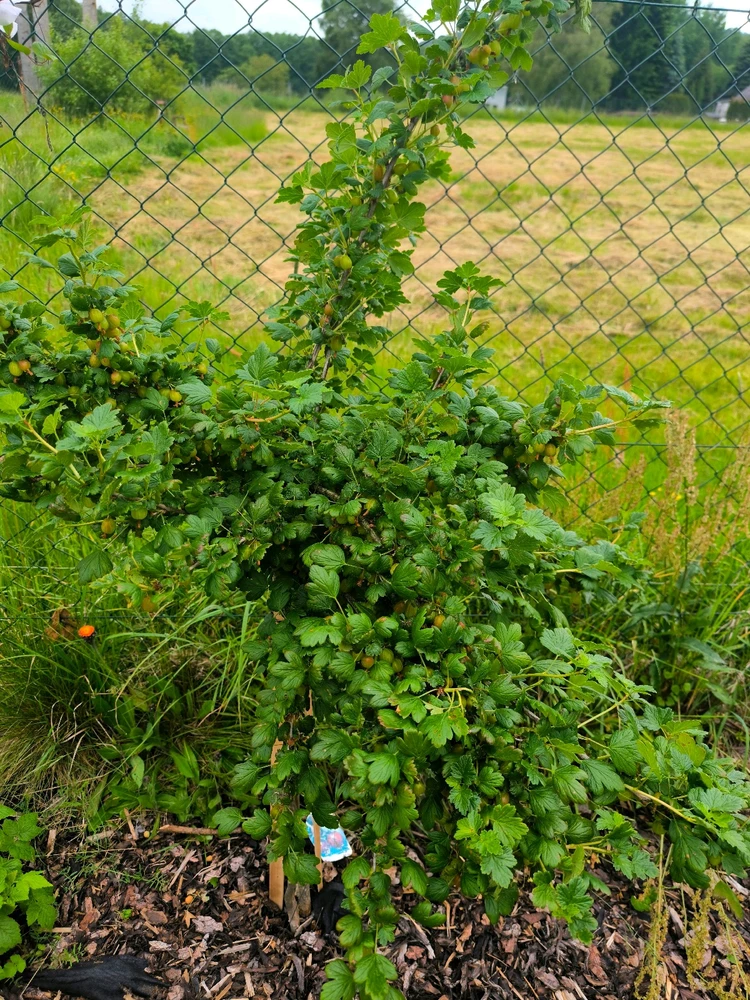 Obrázek nahrál Helenka - Wensdy