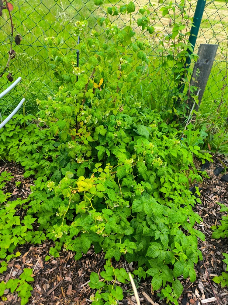 Obrázek nahrál Helenka - Wensdy