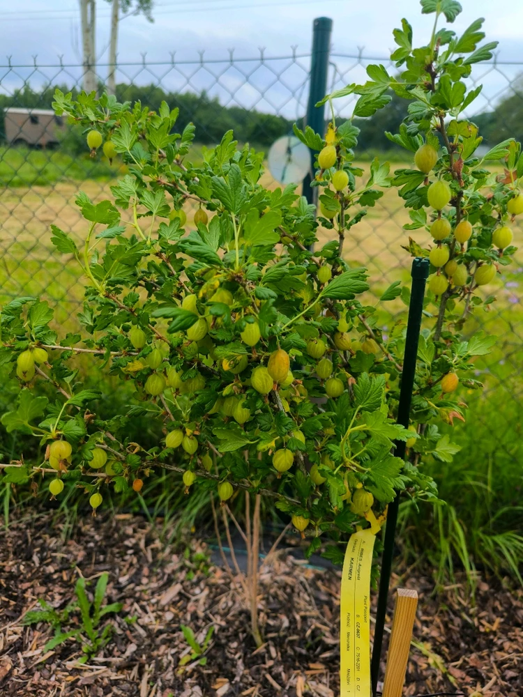 Obrázek nahrál Helenka - Wensdy