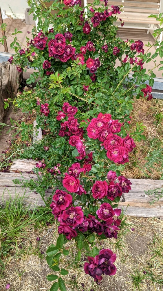 GIF uploaded by Sarah