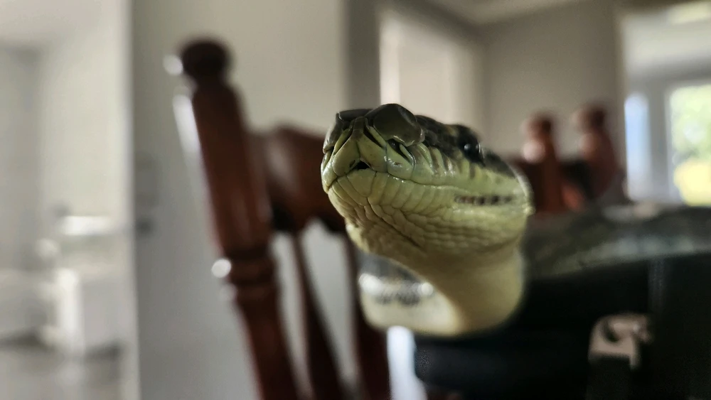 Snakie investigates the camera.