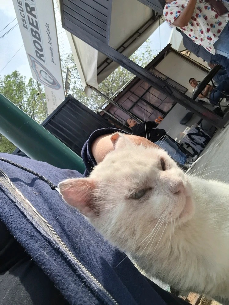 ¿Este gato es usuario de stand?