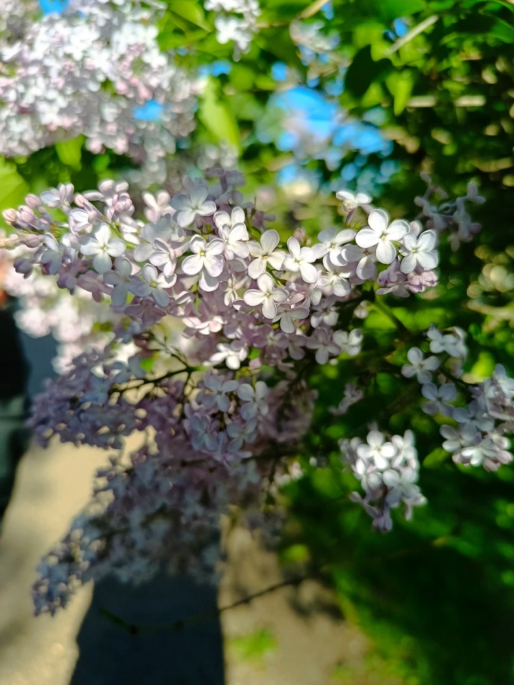 Image uploaded by Ennis