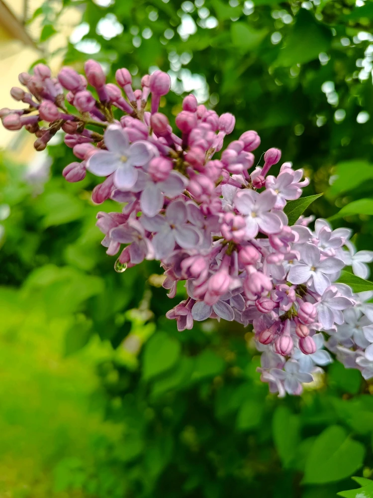 Image uploaded by Ennis