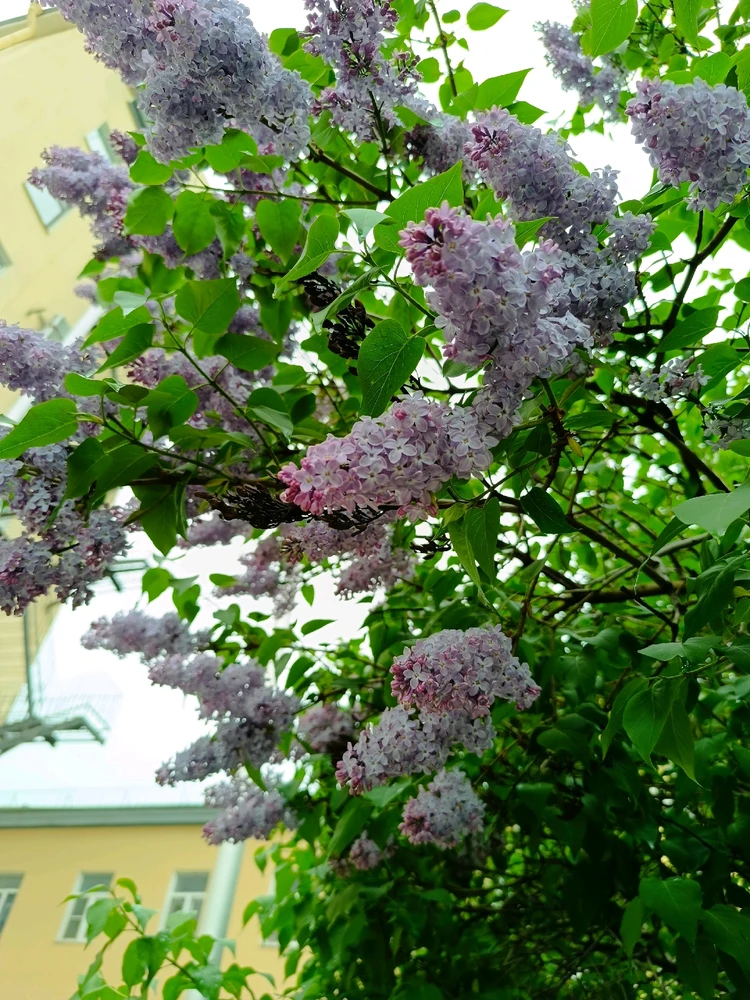 Image uploaded by Ennis