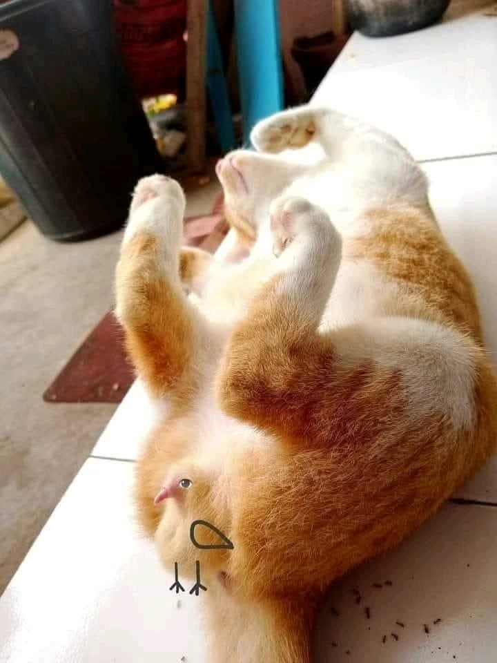 GIF uploaded by Pho Qing Mei Taji 🤣