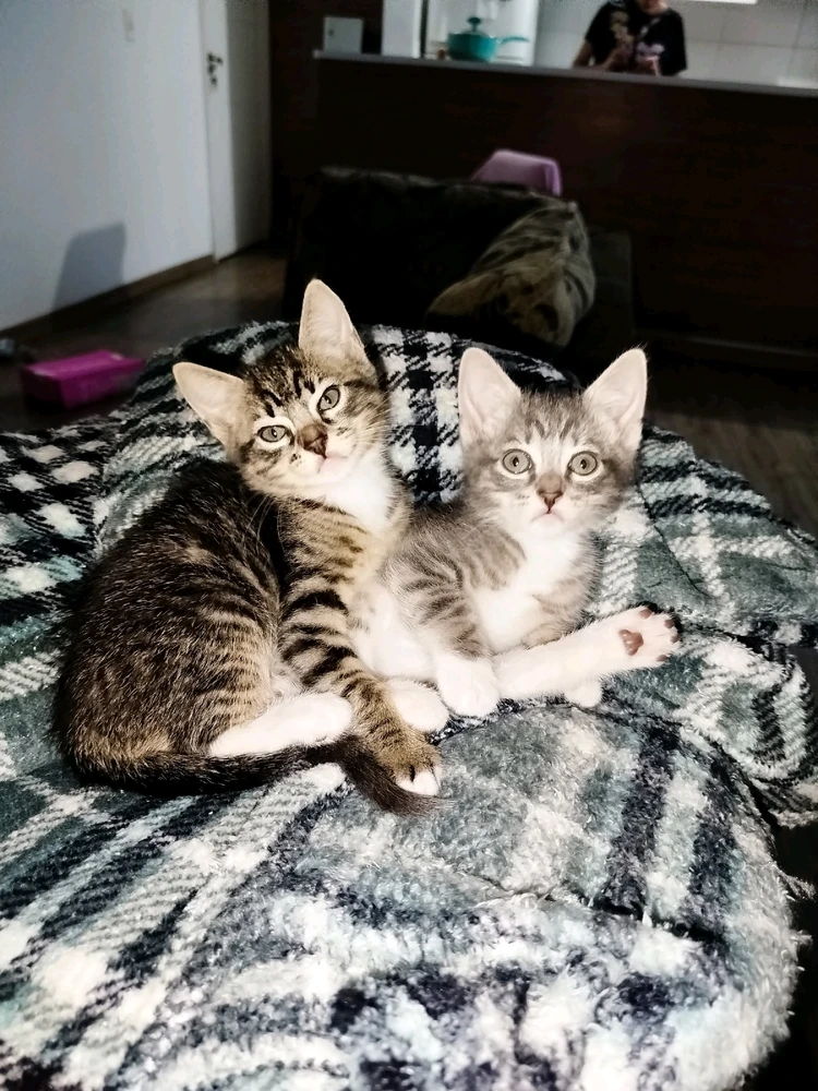 Conheçam Atlas e Loki! 💚🐱