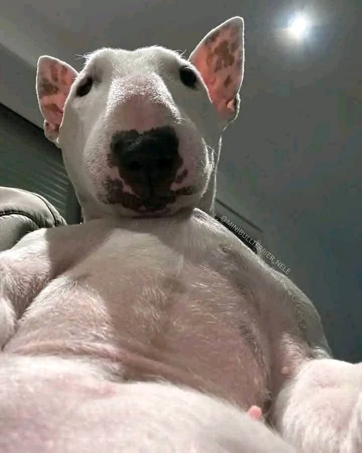 GIF uploaded by adrenalineboost