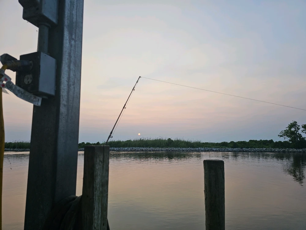 GIF uploaded by CM_LONGO