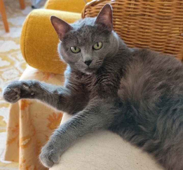 Immagine caricata da Nanaki