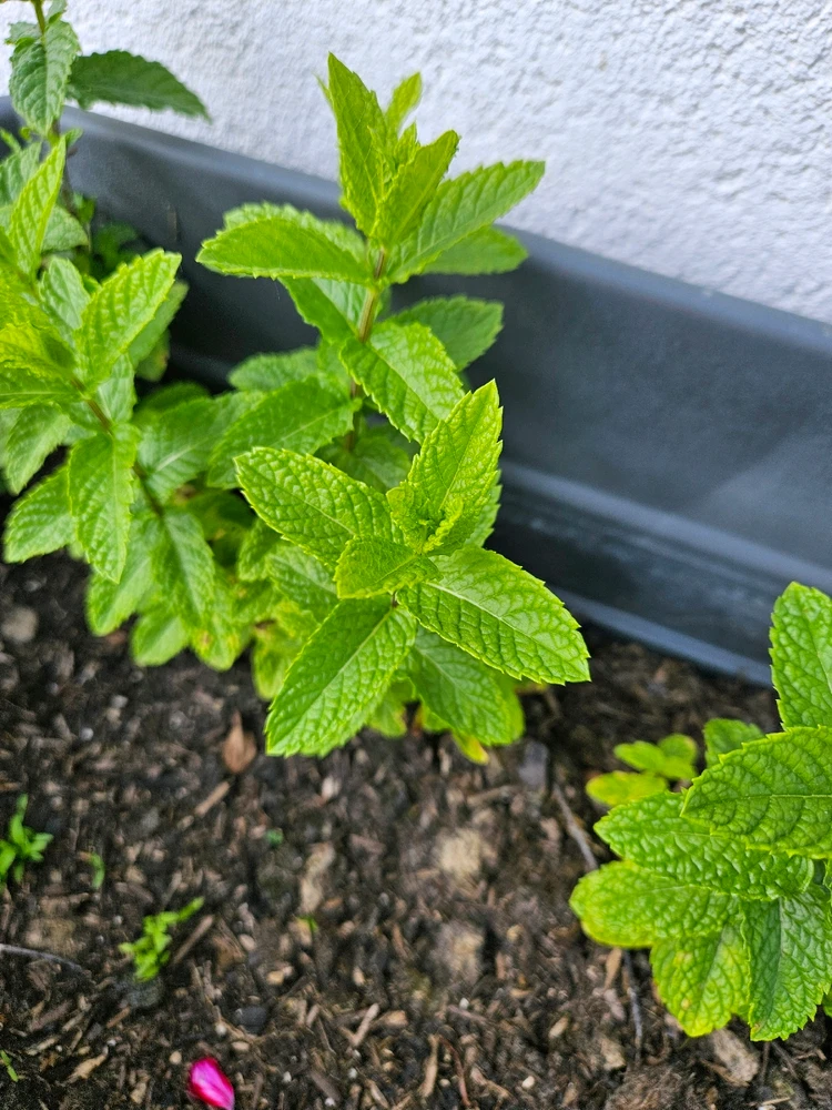 Image ajoutée par Méghane