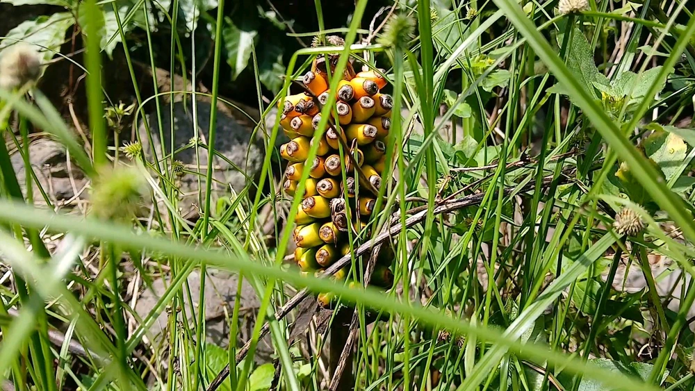 Gambar diunggah oleh Desi