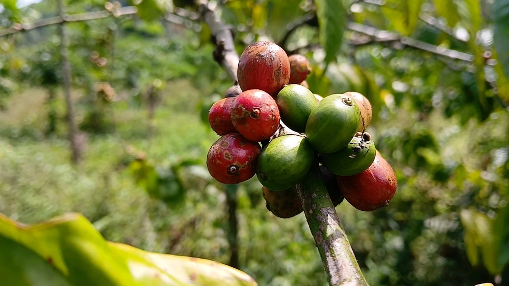 Gambar diunggah oleh Desi