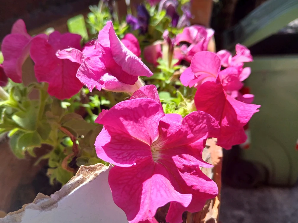 Immagine caricata da Safwan