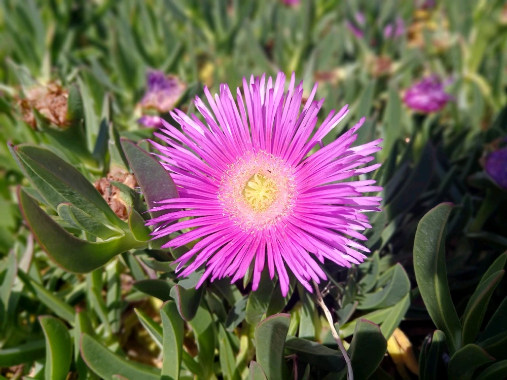 Immagine caricata da Safwan