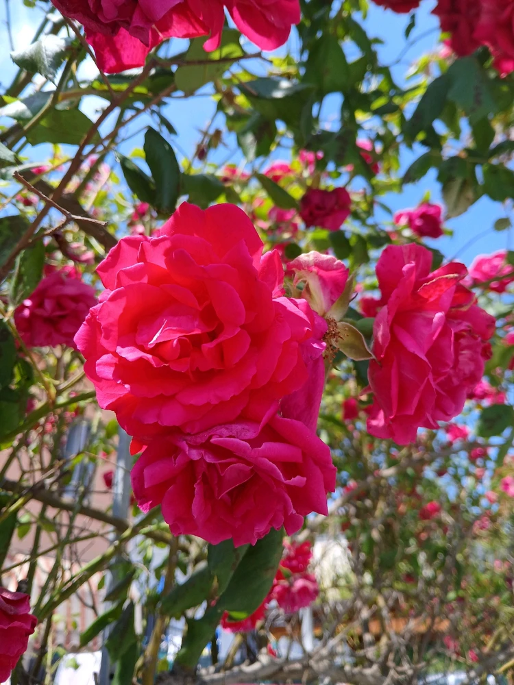 Immagine caricata da Safwan