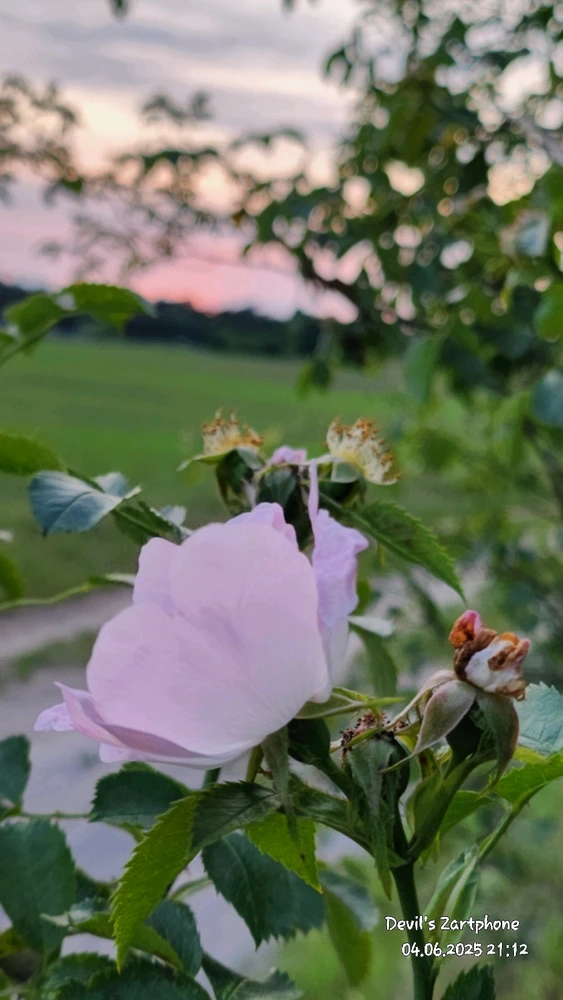 Bild hochgeladen von Devil