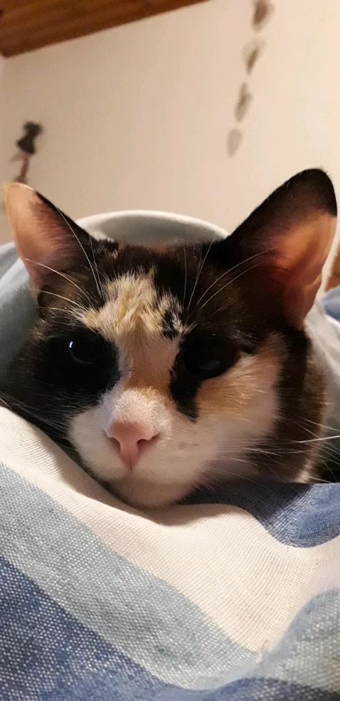 GIF subido por Nahuel Angueira