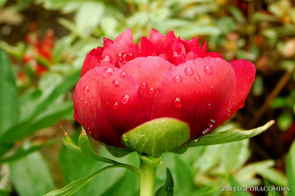 Zdjęcie dodane przez Czarna_Kosmitka