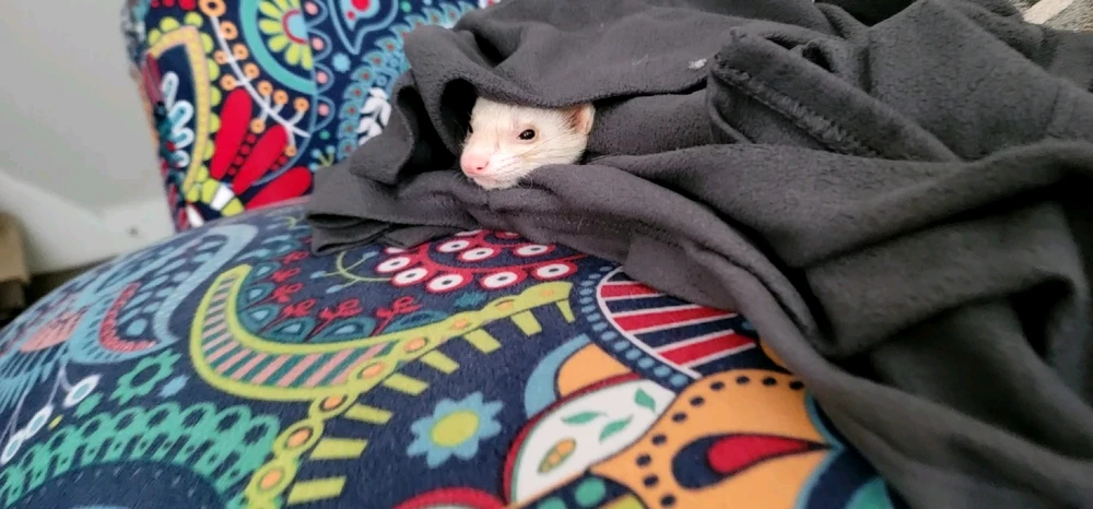 GIF uploaded by Ricardo