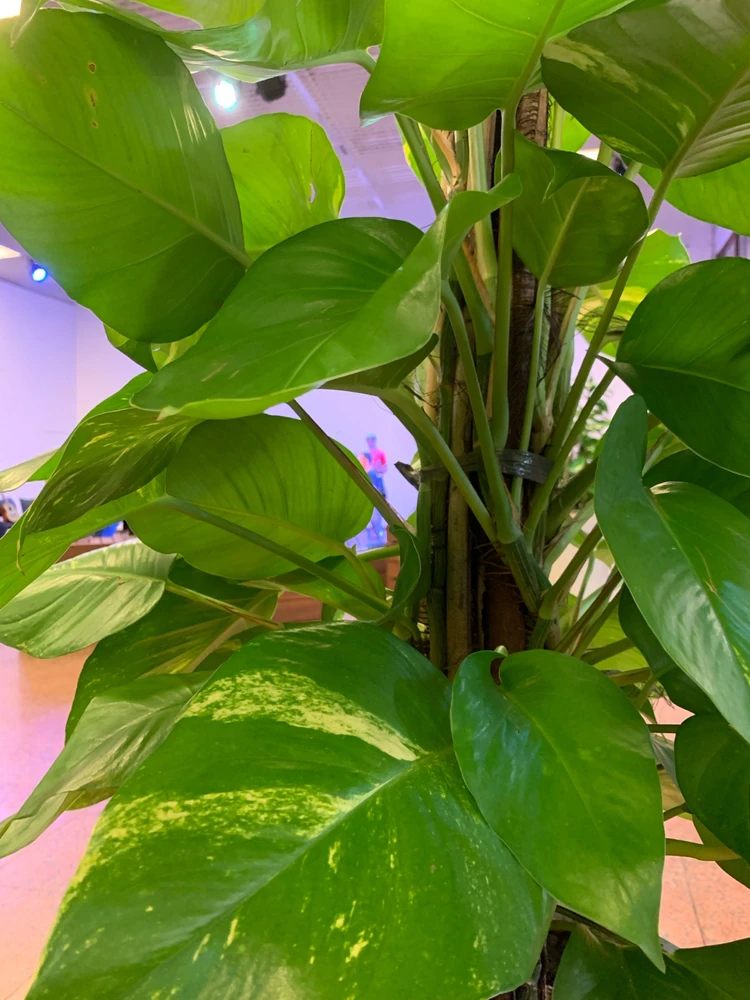 GIF enviado por Fernanda