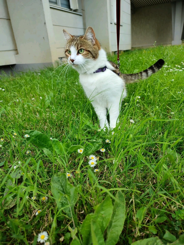 Chat d'appart en balade